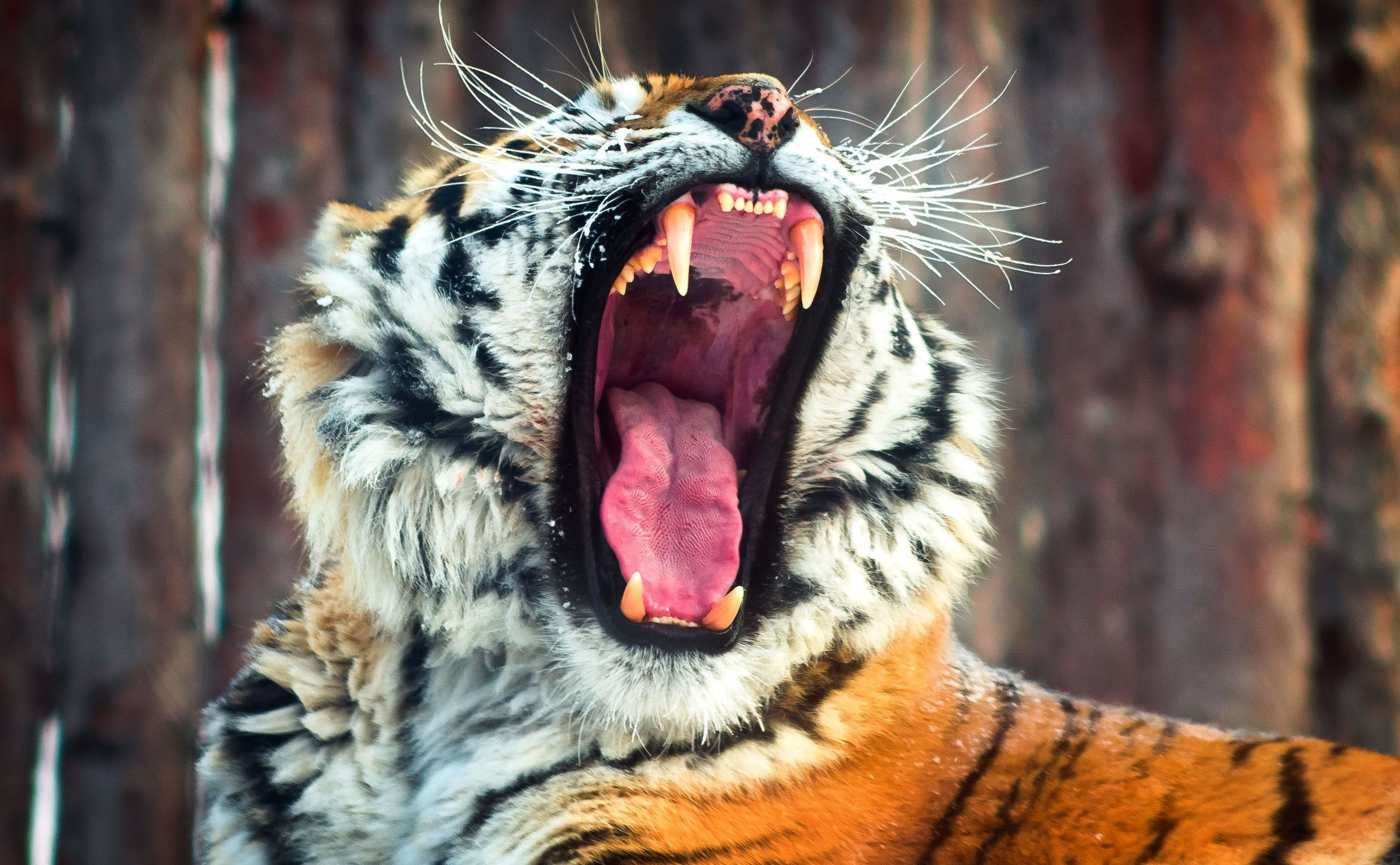 Awesome Royal Filled HD Tiger Wallpapers [Hand Picked] - Stugon